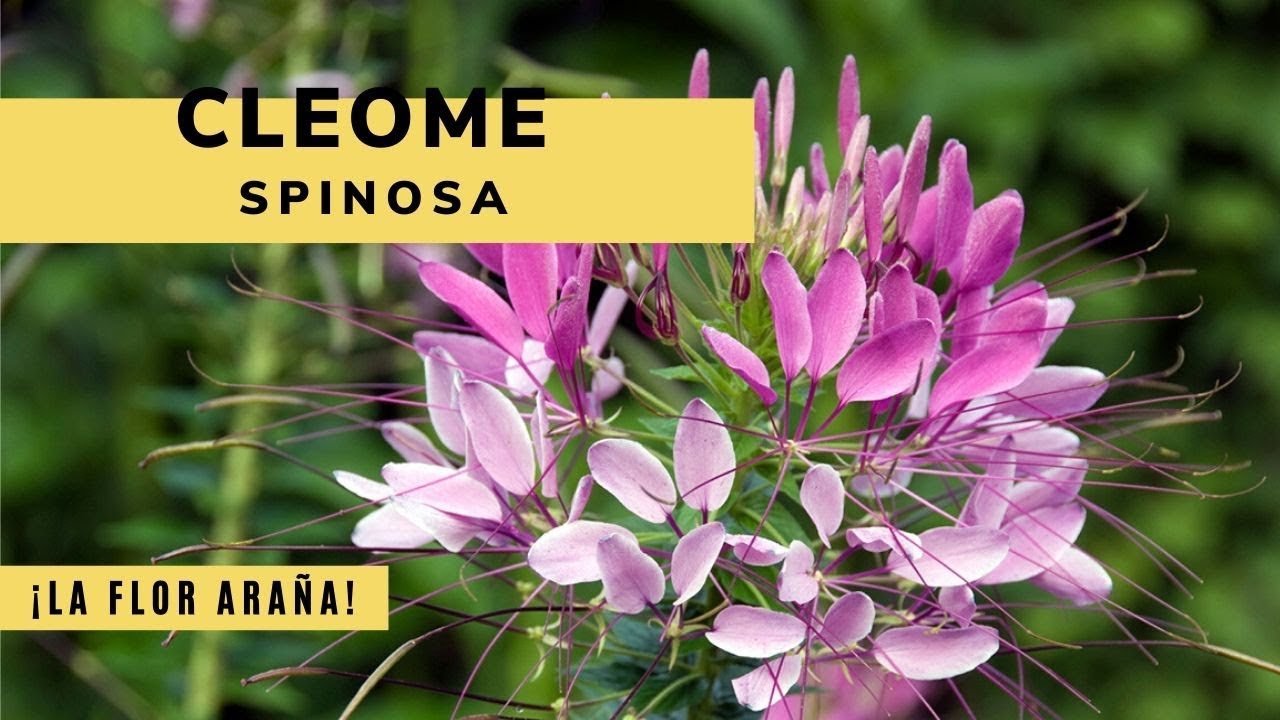 Cleome spinosa o flor araña - Decogarden - Jardinatis - YouTube