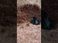 He’s Digging for Gold… or Just Lunch?#nature