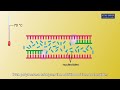 Animation e4 15 polymerase chain reaction
