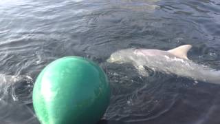 Dolphins Play with Big Ball