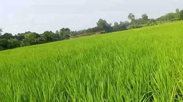A beautiful paddy fields in my village