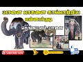 MANNARGUDI SENGAMALAM ELEPHANT 2020 I யானை பாகனை காப்பாற்றிய மன்னார்குடி செங்கமலம் யானை
