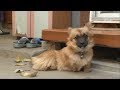 A Lovely Dog Born Without Legs Is Given Legs As A Gift | Kritter Klub