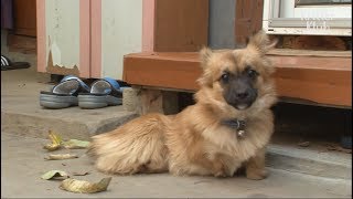A Lovely Dog Born Without Legs Is Given Legs As A Gift | Kritter Klub