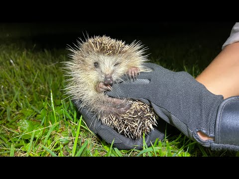 静岡で野生化した外来ハリネズミを捕獲する！