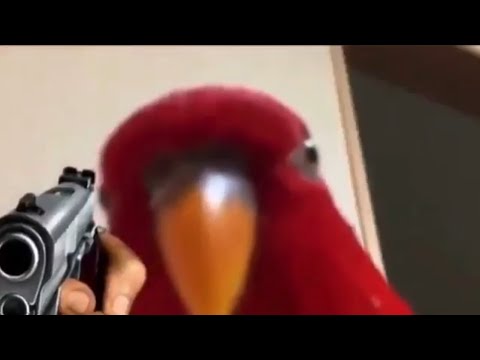 red bird - meme compilation
