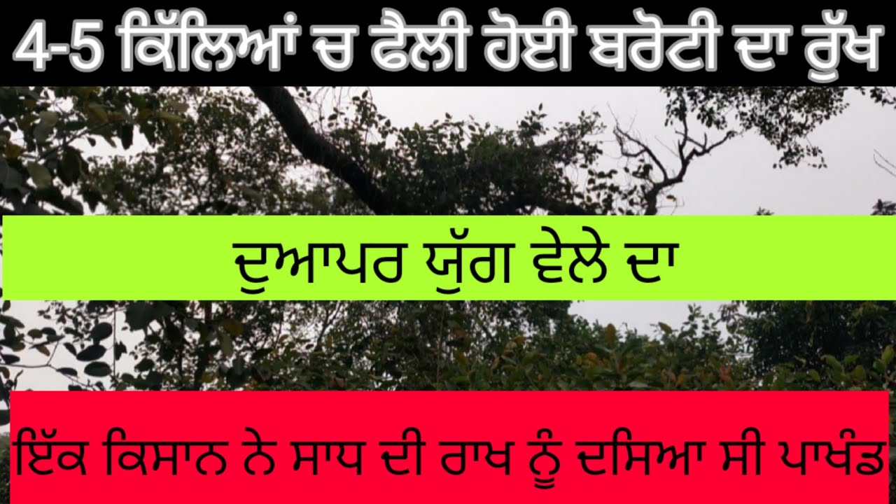 4-5 ਕਿਲਿਆਂ ਚ ਫੈਲੀ ਇਤਿਹਾਸਿਕ ਬਰੋਟੀ। ਜਿਸਦੇ ਵੀ ਜ਼ਮੀਨ ਵੱਲ ਵਧ ਜਾਂਦੀ ਆ ਲੋਕ ਜ਼ਮੀਨ ਛੱਡ ਦਿੰਦੇ ਨੇ। ਬਹੁਤ ਸ਼ਰਧਾ