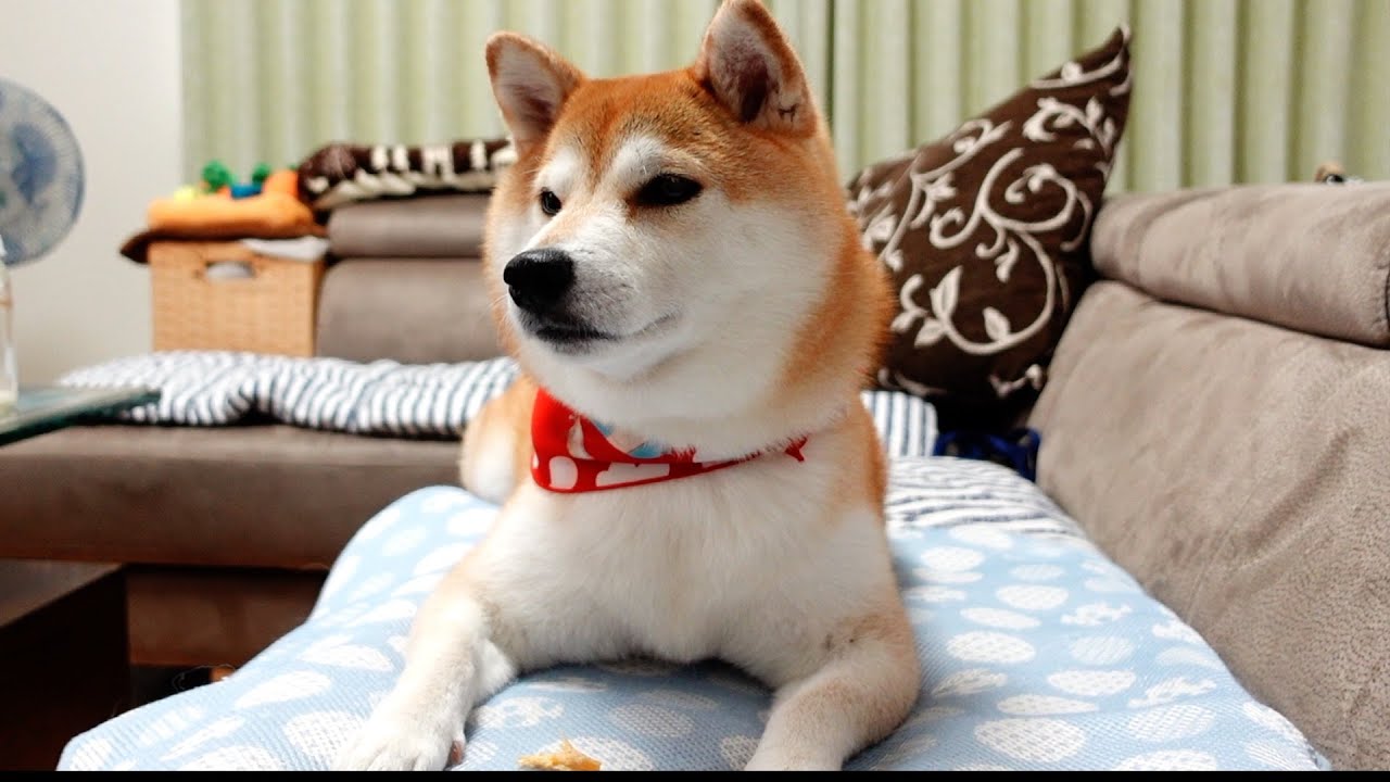 柴犬の興味津々の先にある物は、、、柴犬が遊んで食べて滿足した時間に感謝