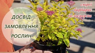 Чи варто замовляти рослини в розпліднику «Зелені янголи»? | 01.05.2023