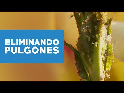 Video: Pulgón - Piojo De Las Plantas