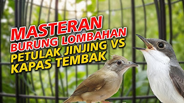 MASTERAN PETULAK JINGJING VS KAPAS TEMBAK GACOR, ANDALAN BURUNG JUARA