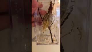 Would you raise. Praying Mantis?#chrismastree #surprise #prayingmantis #bugs #insects #wildlife