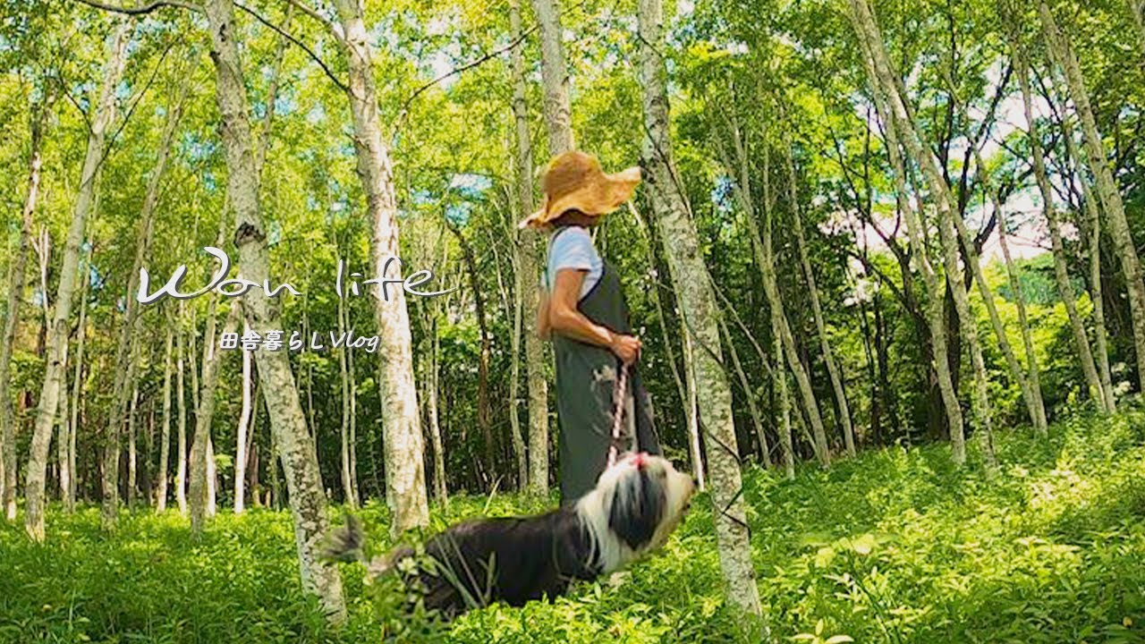 田舎暮らしvlog 古民家森の生活ルーティーン お花のある暮らし ブルーベリージャムとふわふわパンケーキの作り方 犬の手作りパンケーキ 43 Youtube