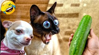 The Funniest Dogs and Cats Videos 2024 To Crack You Up All Long Day #15