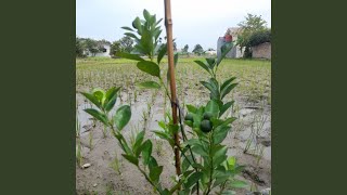 Ruang Kosong Dalam Dada