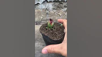Propagate hibiscus flowers from flower buds