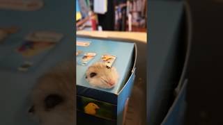 Hamster Mignon Tentative Évasion 1