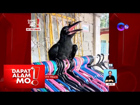 Video: Paano ang etiquette sa pagkain ng manok? Alam mo?