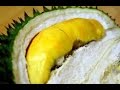 MERAJUT ASA - Durian Bhineka Bawor dari Banyumas