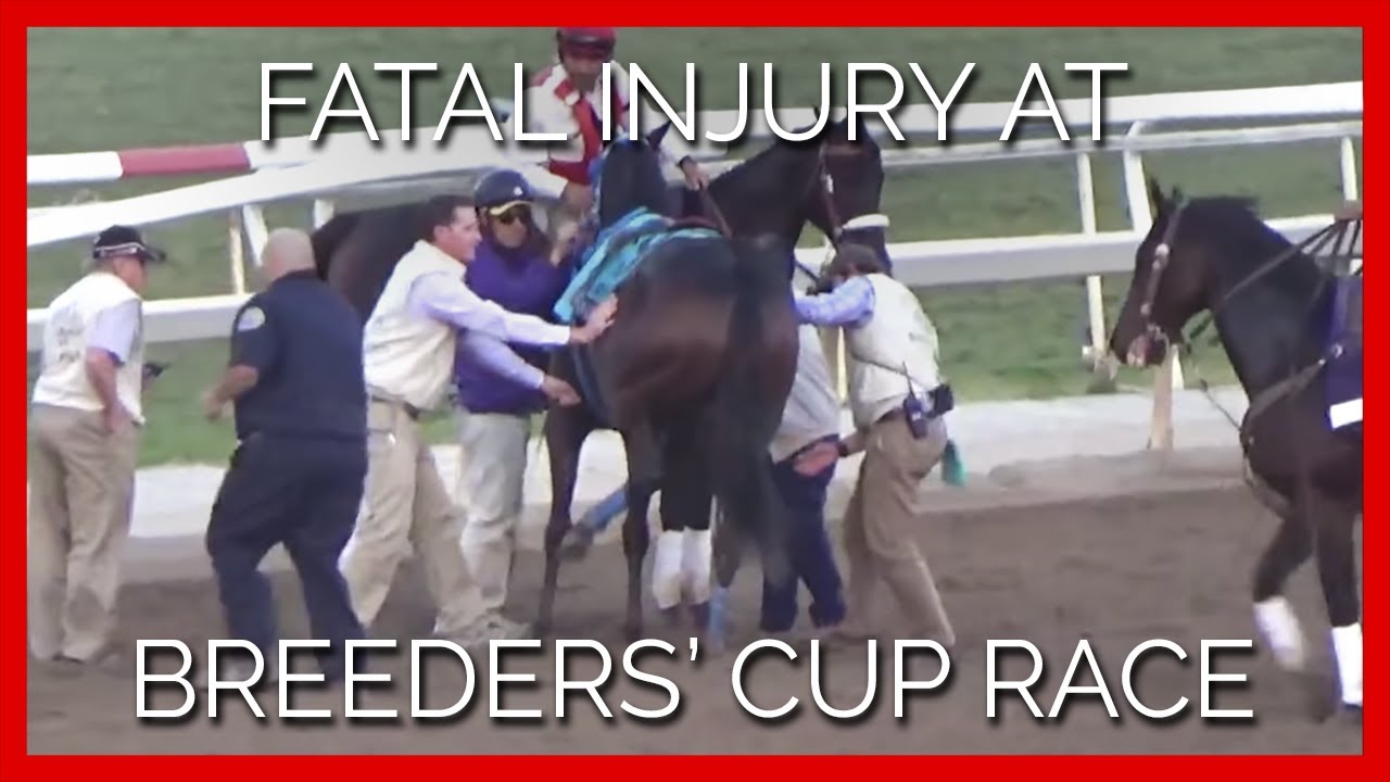 Racehorse Deaths Raise Questions About A Popular Sport