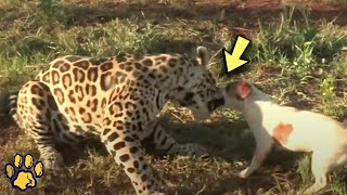 An Aggressive Jaguar Attacked a Dog, but No One Expected what Happened!