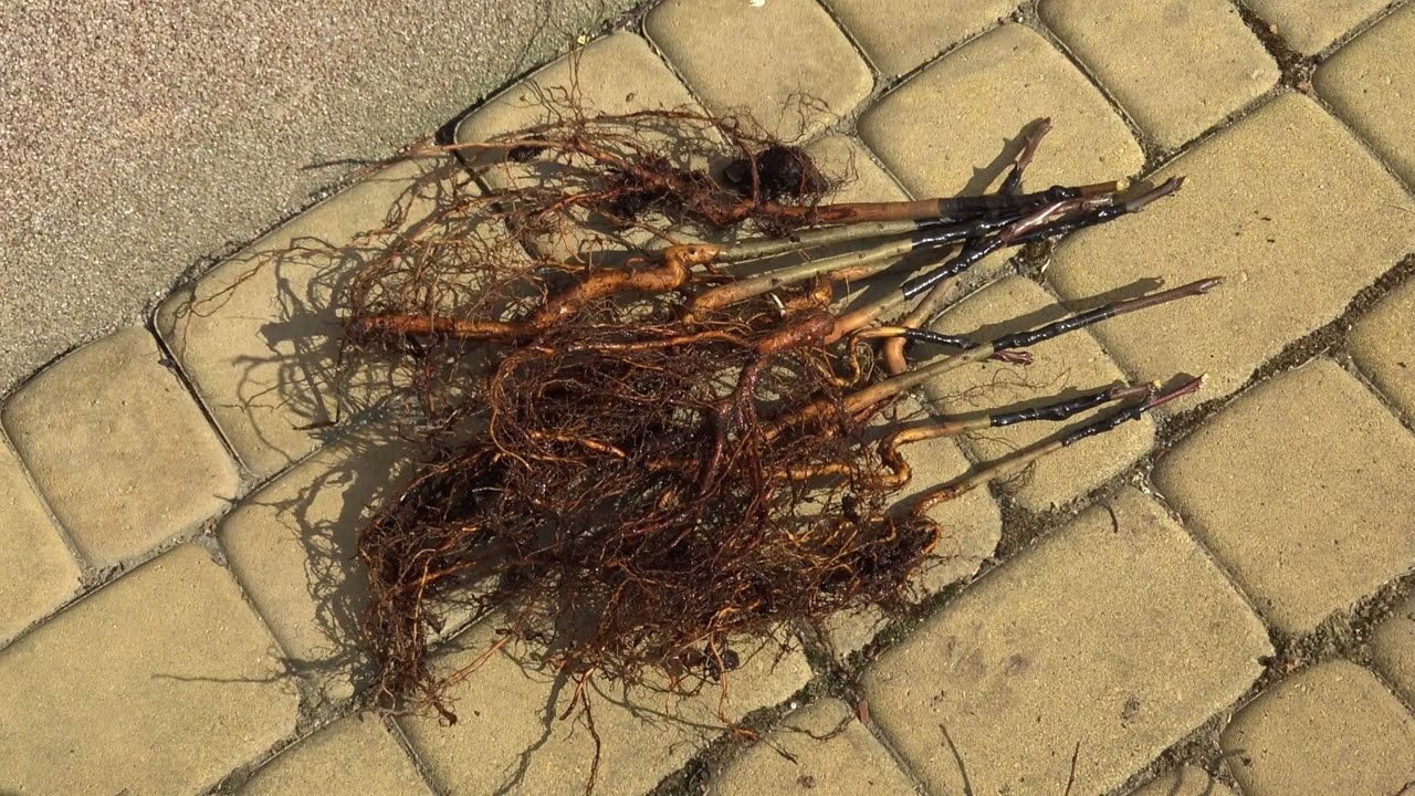 Szczepienie drzewek metodą 