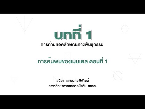 วีดีโอ: จำนวนโครโมโซมของเซลล์พืชถั่วลันเตาคือเท่าใด