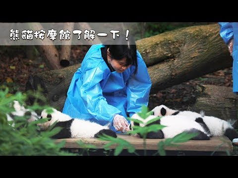 《熊貓主題趴》熊貓按摩館了解一下！| iPanda熊貓頻道