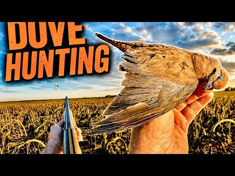 Dove Hunt Limit over a Fresh Cut Sunflower Field!!