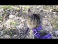 Cat on a leash with relaxing music.