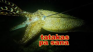 ep335.Dive2.malaking colambotan tatakas pa sana.night spearfishing Philippines.