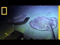 Exploring Deep Sea Discoveries Through Sylvia Earle's Historic Dive