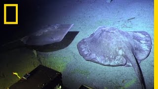 The World on the Ocean Floor | Sea of Hope: America's Underwater Treasures