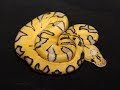 25 of the COOLEST BEAUTIFUL Ball Python Morphs today!!  Snake lovers... watch this!!