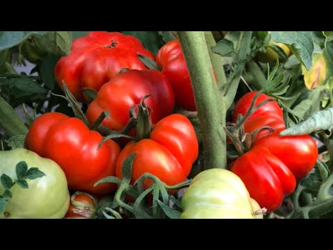 Video: Heirloom Sebzeler - Heirloom Bitkiler Yetiştirmek İçin İpuçları