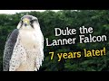 Meet The Birds | Introducing Duke the Lanner Falcon