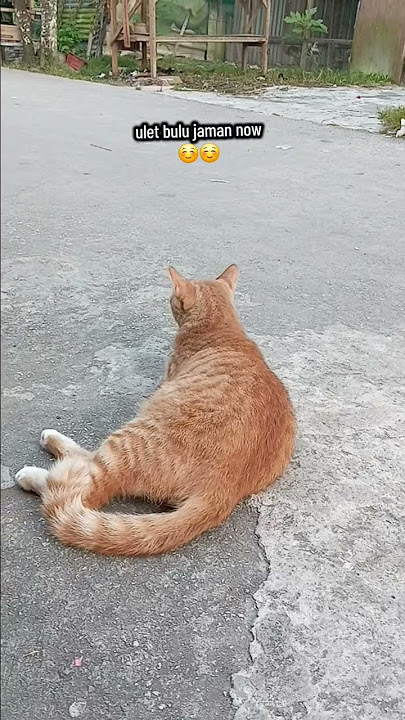 ma syaa Allah😘😘 #animalovers #catlover #kucinggemoy #kucingpinter #fyp