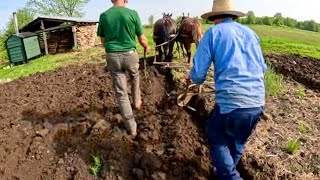 PLOWING OUR VEGETABLE GARDEN WITH DRAFT HORSES #642