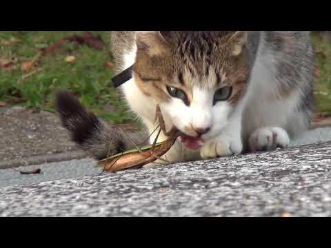 Cat vs. praying mantis 猫VSカマキリ