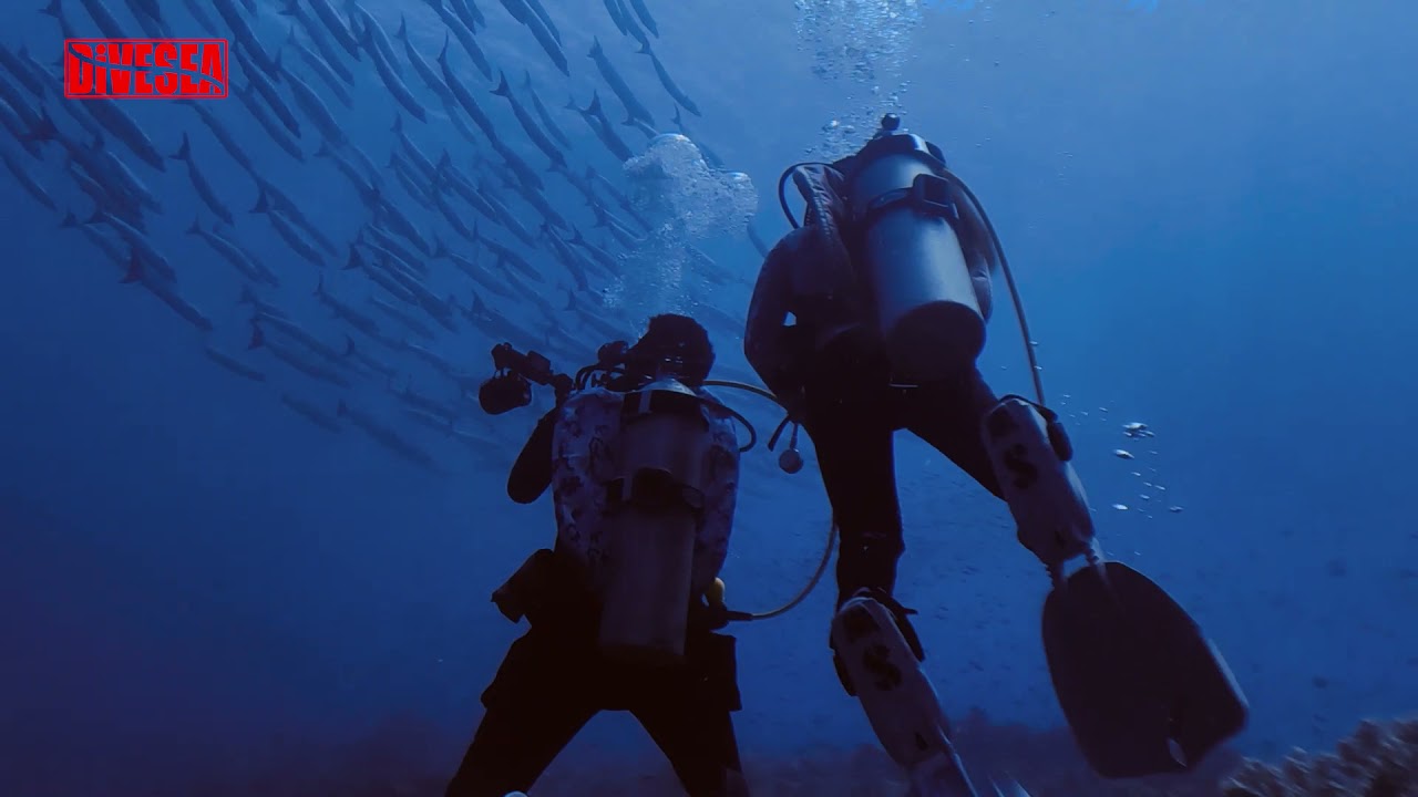 Divevolk Seatouch 3 Pro with Redmi Note 7 Pro & AOI UWL-03