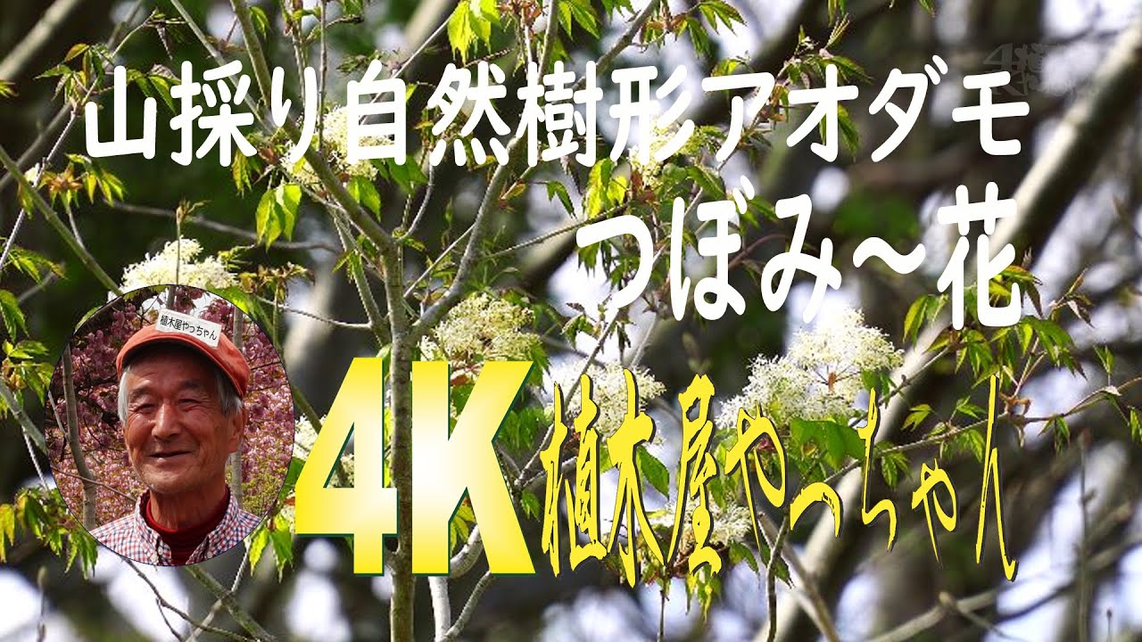 山採り自然樹形アオダモ 蕾 花 21 Youtube