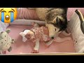 Newborn Baby Only Falls Asleep When Husky Cuddles On Her!! [CUTEST VIDEO EVER!!!]