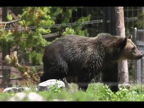 West Yellowstone grizzly bear that broke into coolers, climbed campground vehicle finds new home