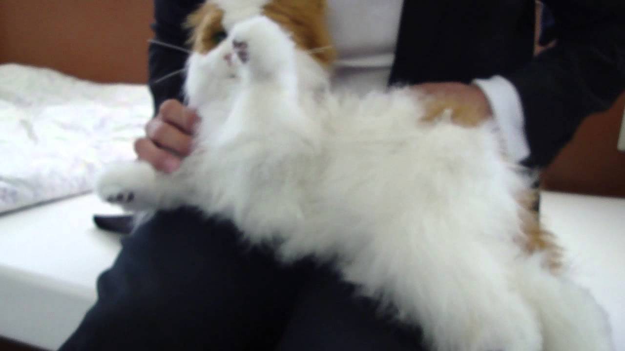 夢猫シリーズ ヴィーナスかわゆす Youtube