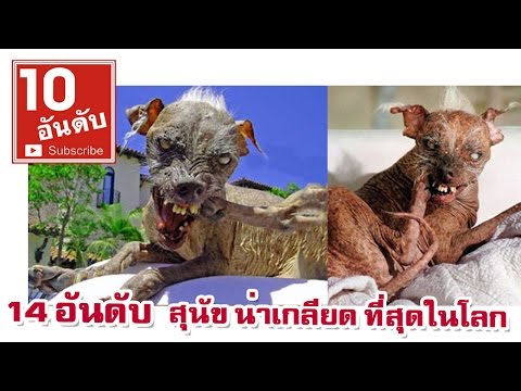 วีดีโอ: หมาเห่า - ผู้ชนะสุนัขที่น่าเกลียดที่สุดในโลก