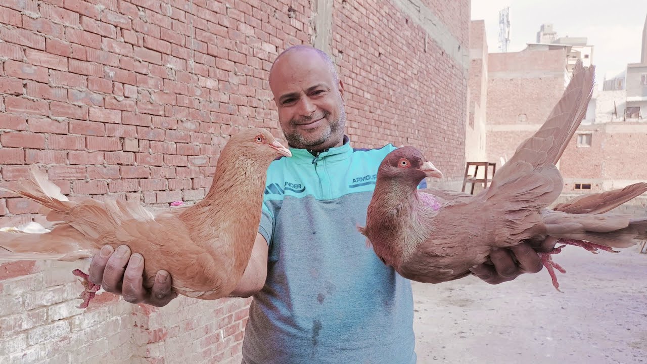 للبيع مزرعه حمام روماني مستويات كويسه جدا عند عم ابراهيم الشوحه 01111524190#العناني