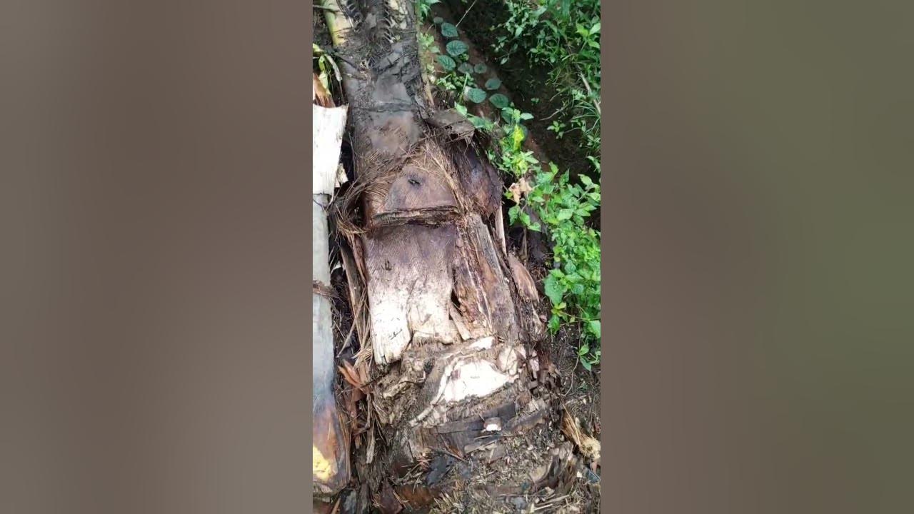do-you-love-palm-wine-this-is-where-we-tapped-it-youtube