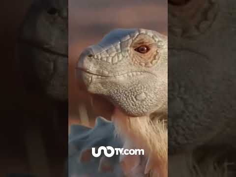 Hallan pequeño dinosaurio acorazado en la Patagonia