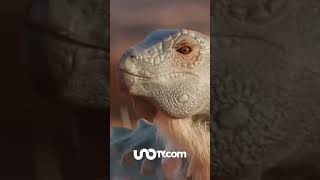 Hallan Diminuto Dinosaurio Acorazado En La Patagonia Es El Jakapil Kaniukura