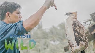 Why does this North Philippine Hawk Eagle keep coming back to a local resident? | Born to be Wild